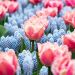 Assortiment Manon : Tulipes + Muscaris
