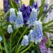 Muscari Peppermint