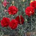 Oeillet anglais 'Lady In Red', oeillet mignardise ou Dianthus plumarius