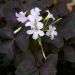 Oxalis triangularis, oxalis pourpre ou Faux-trèfle pourpre
