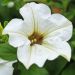 Pétunia SURFINIA ® WHITE ® Késupite
