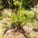Palmier Jubaea chilensis ou Cocotier du Chili