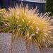 Pennisetum, Herbe aux écouvillons Hameln