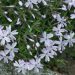 Phlox nain 'Oakington Blue Eyes' ou Phlox en coussin