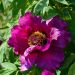 Pivoine arbustive ou Paeonia suffruticosa Shima Daijin