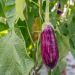 Plant d'Aubergine zébrée Rania F1