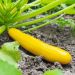 Plant de courgette jaune Sunlight F1