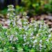 Plant de Thym officinal