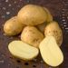Pomme de terre Monalisa