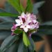 Le daphné Pink Fragrance 'Blapink' et ses douces fleurs roses