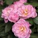 Rosier miniature BELLE SYMPHONIE® Meirivoui