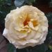 Rosier buisson Honey PERFUMELLA ® Meibuteen