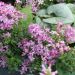 Rosier Fête des Mères - Rosa (x) polyantha