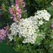 Rosier Fête des Mères - Rosa (x) polyantha