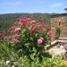 Rosier Tige CAPRICE DE MEILLAND ® Meisionver