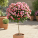 Rosier Tige JOLIE PROVENCE ® Meilegase