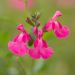 Sauge arbustive vivace ou Salvia greggii MIRAGE TM Pink