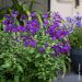 Sauge arbustive So Cool Purple®