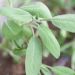 Sauge officinale BIO