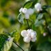 Symphorine blanche ou Symphoricarpos albus 'White Hedge'