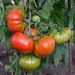 Tomate Buffalo Steack Hybride F1