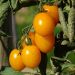 Plant de tomate cerise jaune GUSTA MINI ® Yellow