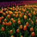 Tulipe Darwin Blushing Apeldoorn, bulbes de tulipes Meilland Richardier