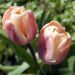 Tulipe Double La Belle Epoque