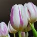 Tulipe Triomphe Flaming Flag
