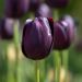 Tulipe simple tardive Reine de la Nuit