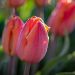 Tulipe simple hâtive Salmon Prince