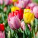 Tulipes Darwin en mélange
