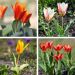 Tulipes naines Kaufmanniana en mélange