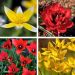 Tulipes naines mélange La Folie