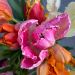 Tulipes Perroquet en mélange