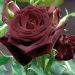 Rosier Black BACCARA ® Meidebenne