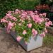 Rosier Sweet DRIFT ® Meiswetdom