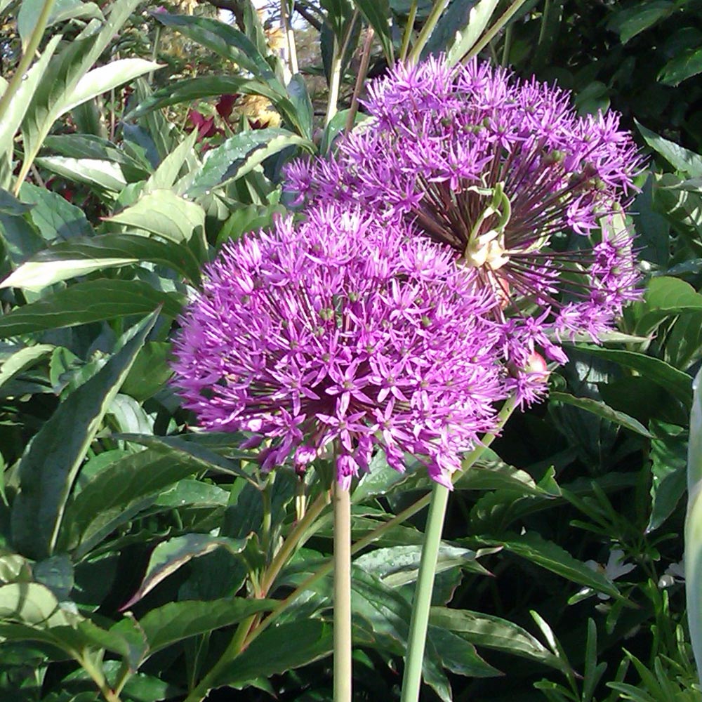 10 Bulbes Allium Purple Sensation Calibre 10/12 - Ail D'ornement Violet, Fleurs Sphériques - Hauteur 80-100cm