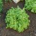 Laitue à couper Salad Bowl verte BIO