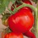 Tomate Saint Pierre