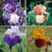 Collection de 8 Iris à grandes fleurs