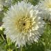 Dahlia nain cactus Milky Way