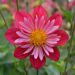 Dahlia collerette Cherry Star