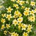 Bidens Spicy Electric White