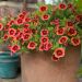 Calibrachoa ORANGE STAR 