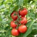 Plant de tomate ronde Paoline F1 greffé