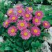 Aster nain Happy End, aster des Alpes rose ou Aster alpinus