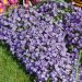 Aubriete Royal Violet