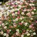 Erigeron Karvinskianus