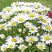 Leucanthemum Little Princess 